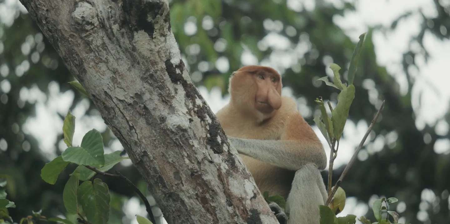 A photograph of a monkey